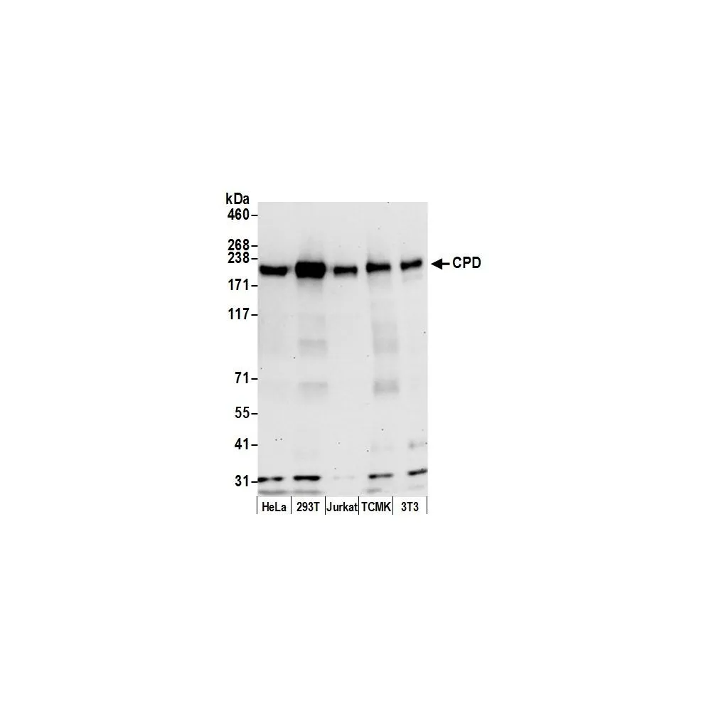 Rabbit anti-CPD Antibody, Affinity Purified