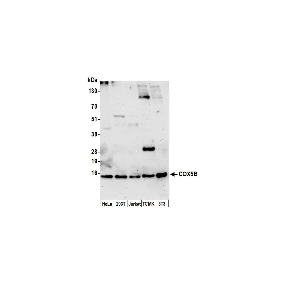 Rabbit anti-COX5B Antibody, Affinity Purified