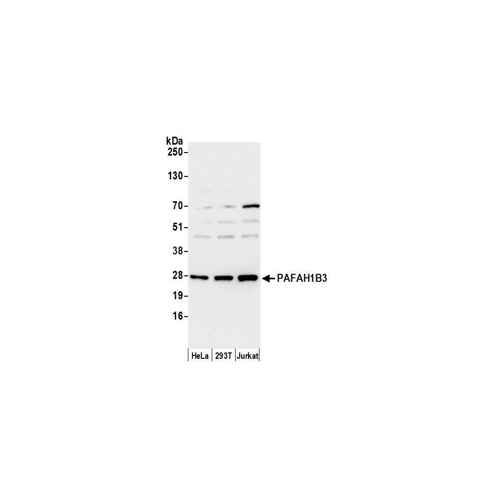 Rabbit anti-PAFAH1B3 Antibody, Affinity Purified