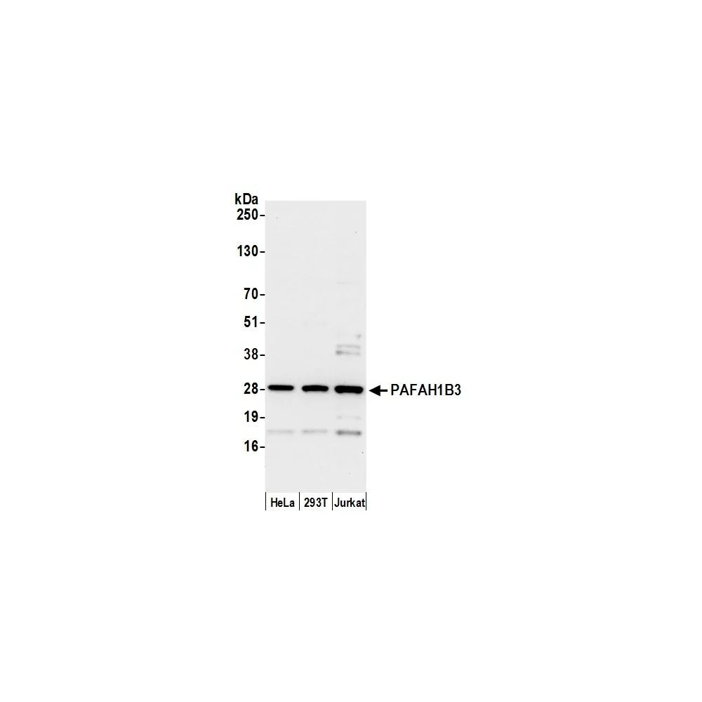 Rabbit anti-PAFAH1B3 Antibody, Affinity Purified