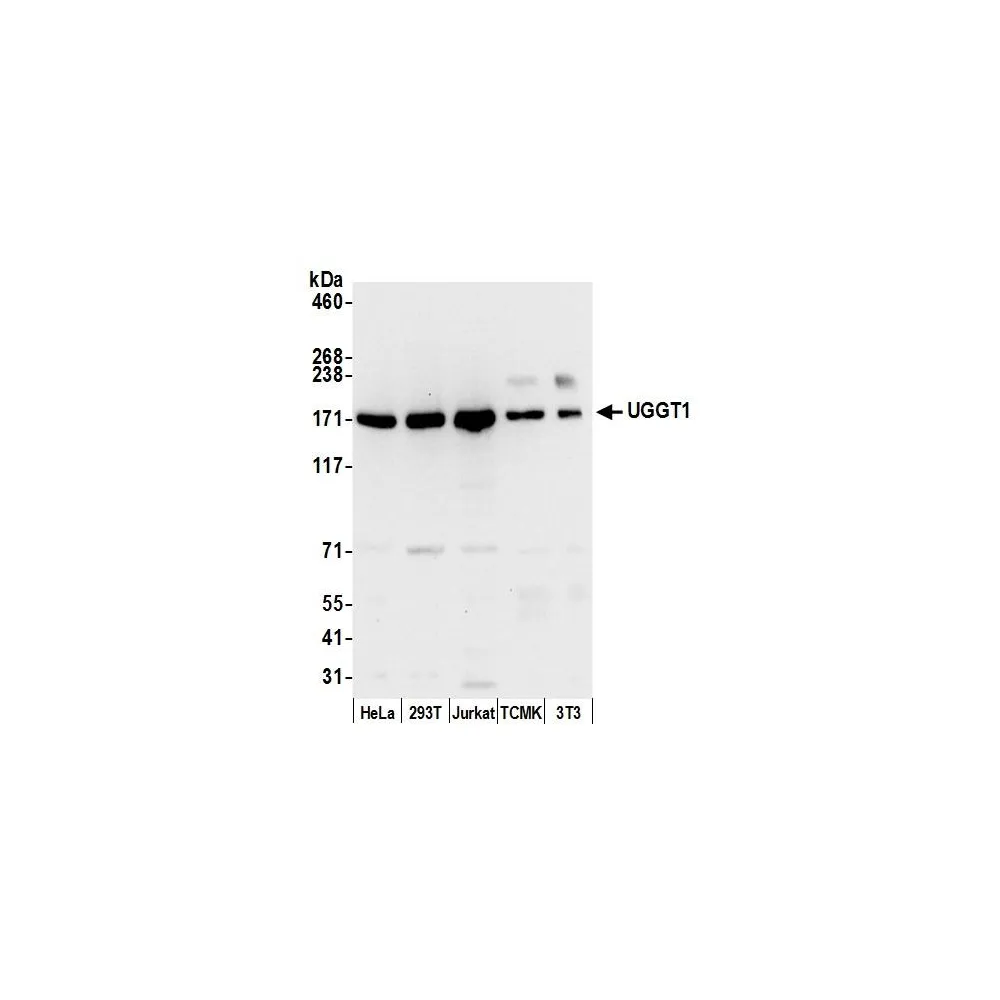 Rabbit anti-UGGT1 Antibody, Affinity Purified