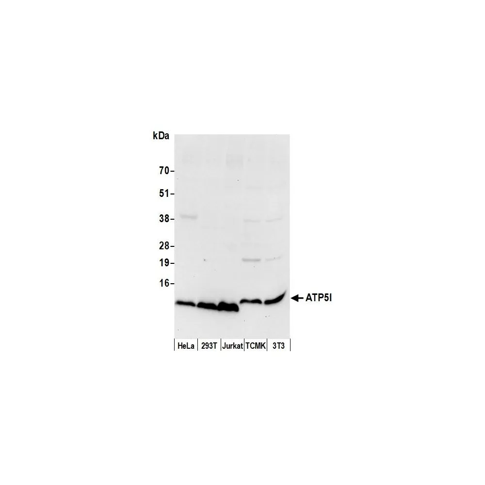 Rabbit anti-ATP5I Antibody, Affinity Purified