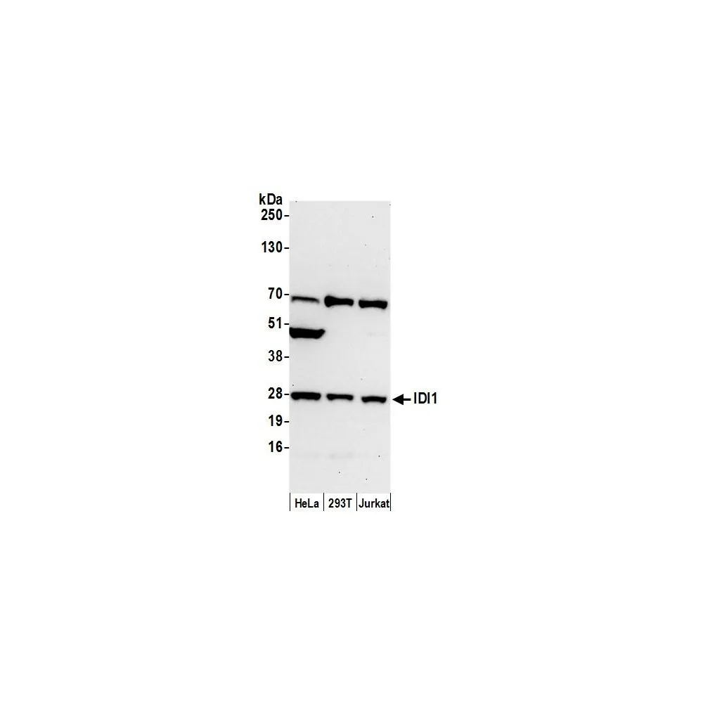 Rabbit anti-IDI1 Antibody, Affinity Purified