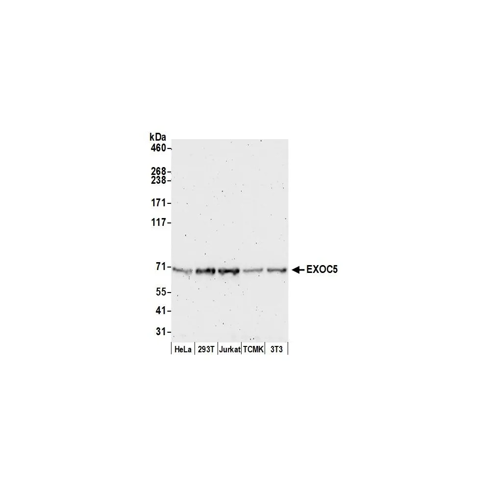 Rabbit anti-EXOC5 Antibody, Affinity Purified