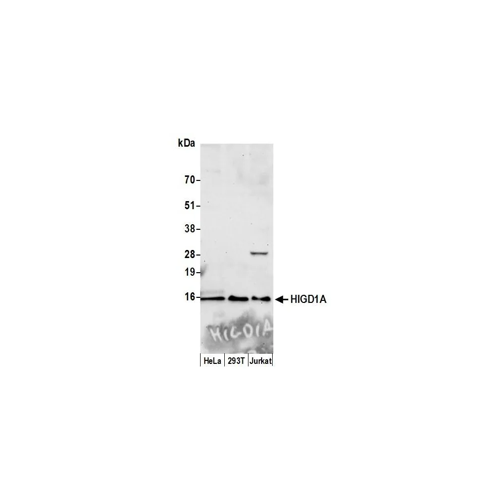 Rabbit anti-HIGD1A Antibody, Affinity Purified
