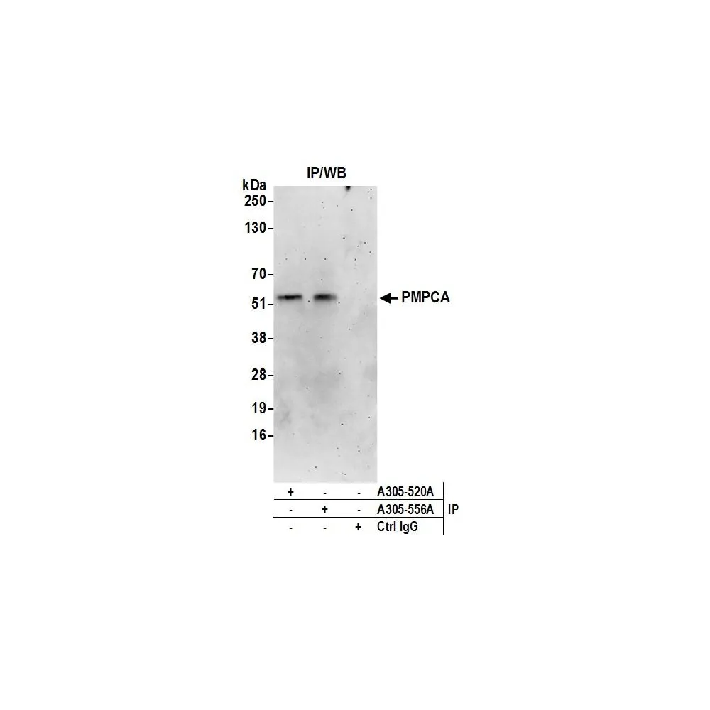 Rabbit anti-PMPCA Antibody, Affinity Purified