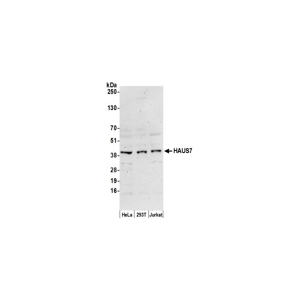 Rabbit anti-HAUS7 Antibody, Affinity Purified