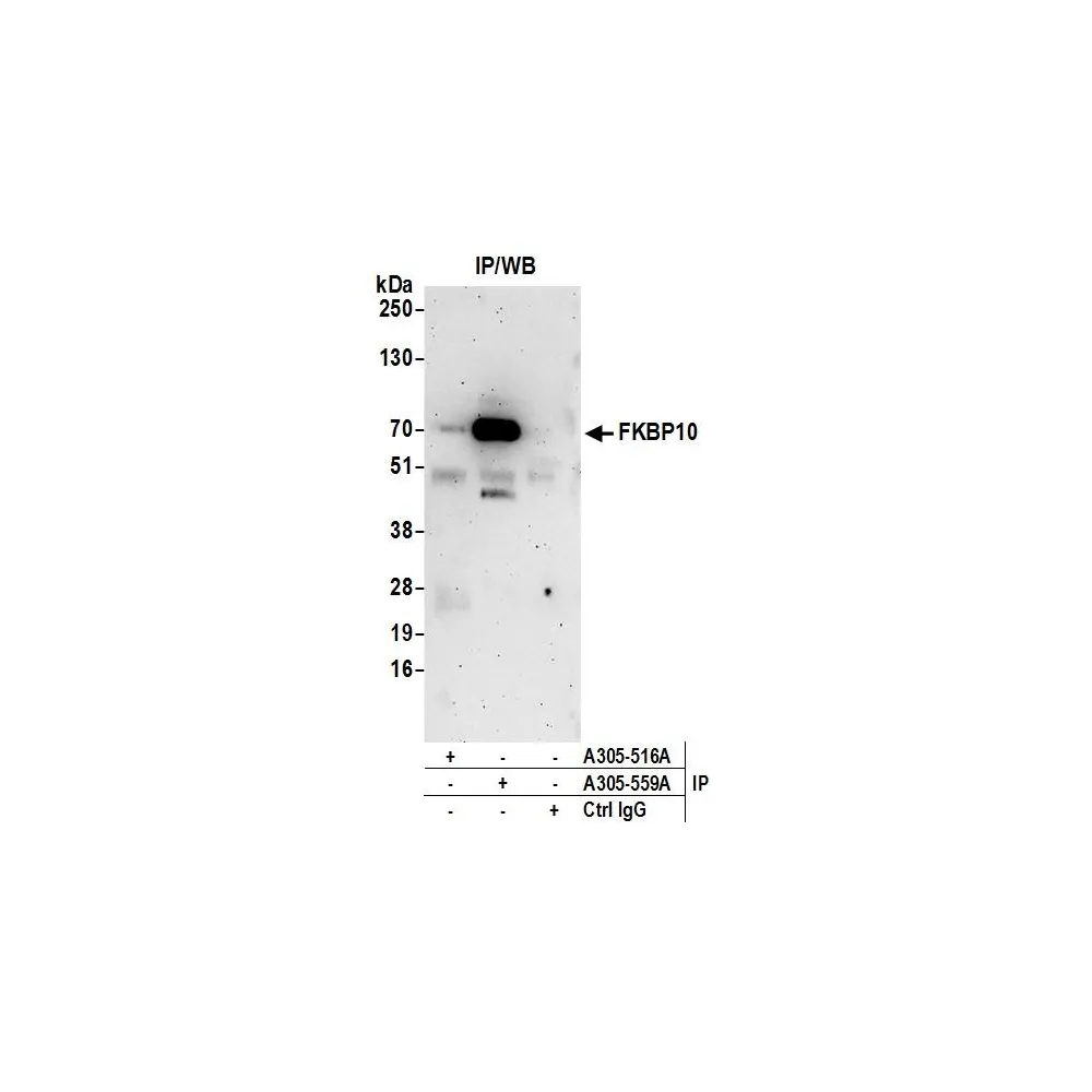 Rabbit anti-FKBP10 Antibody, Affinity Purified