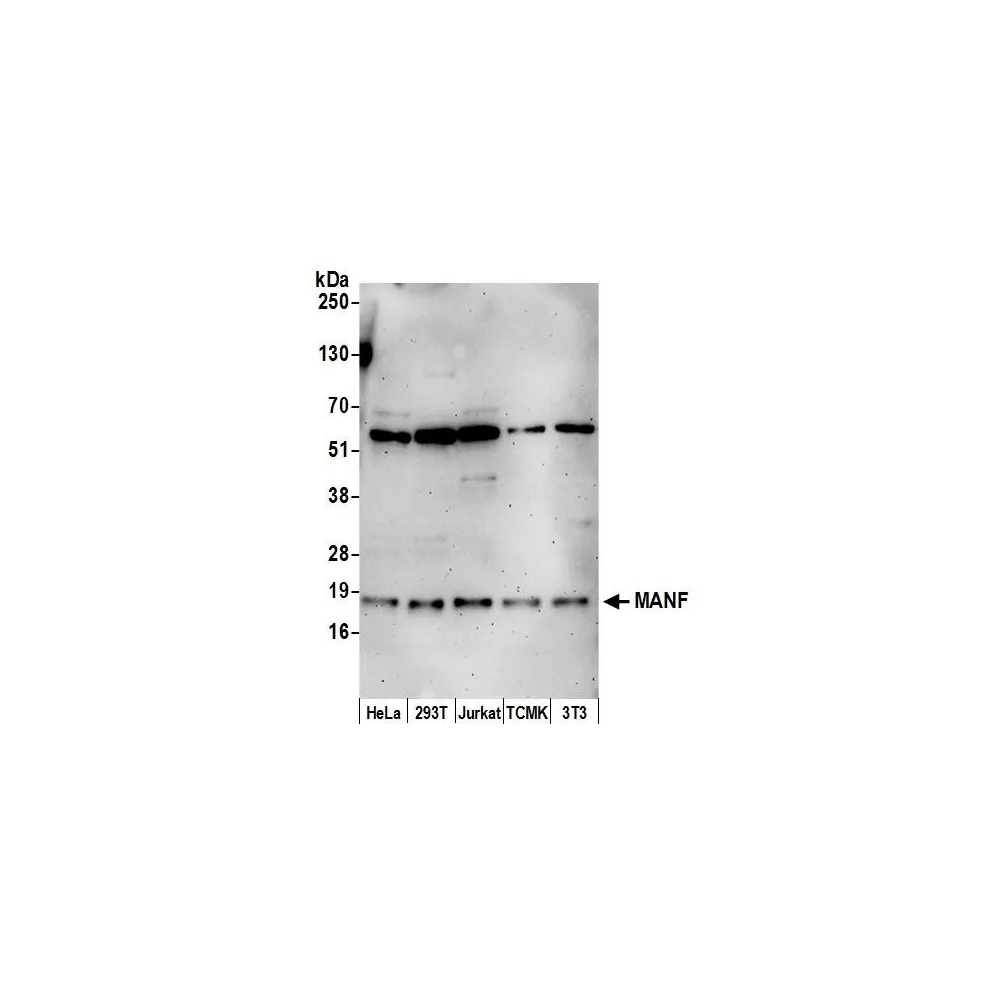 Rabbit anti-MANF Antibody, Affinity Purified