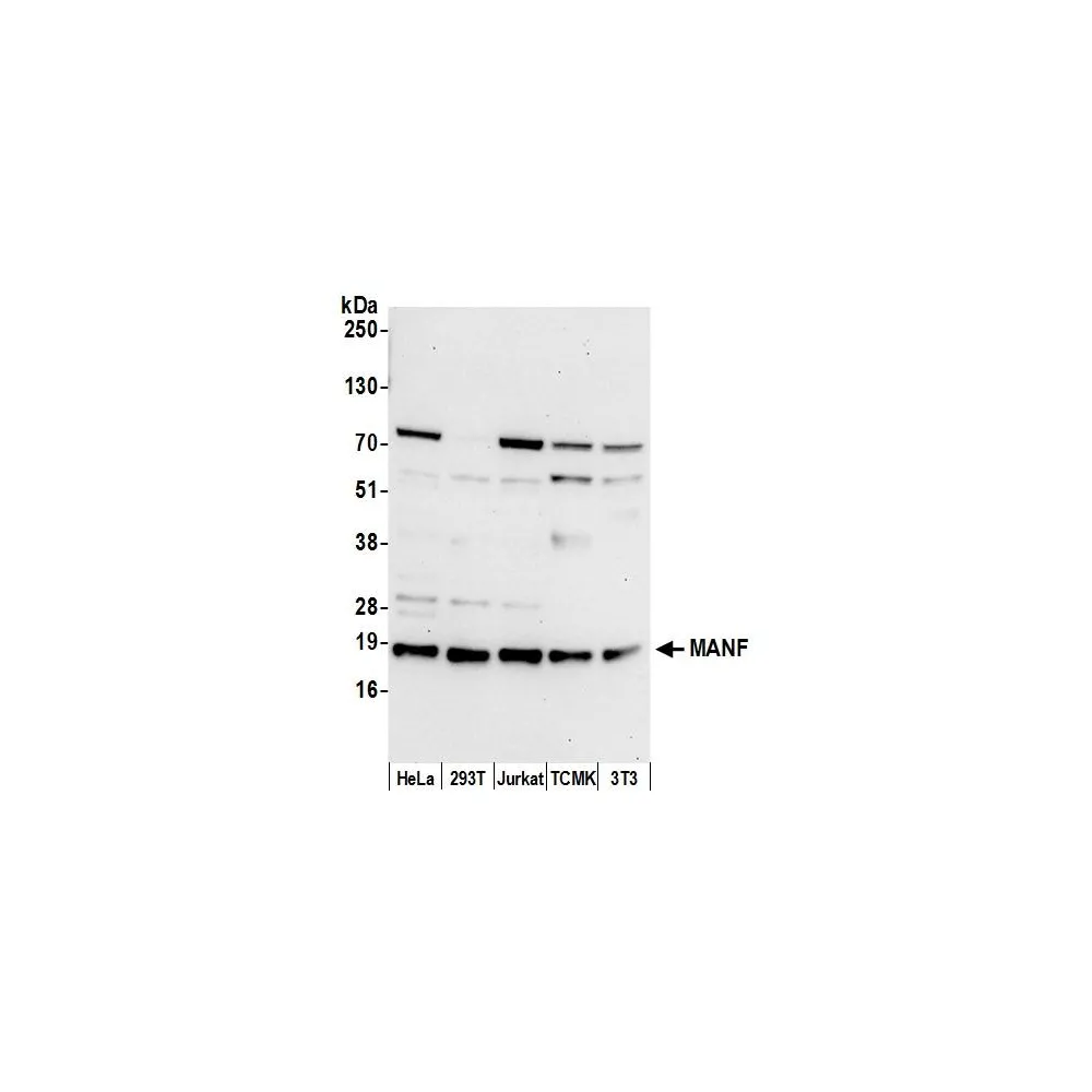 Rabbit anti-MANF Antibody, Affinity Purified