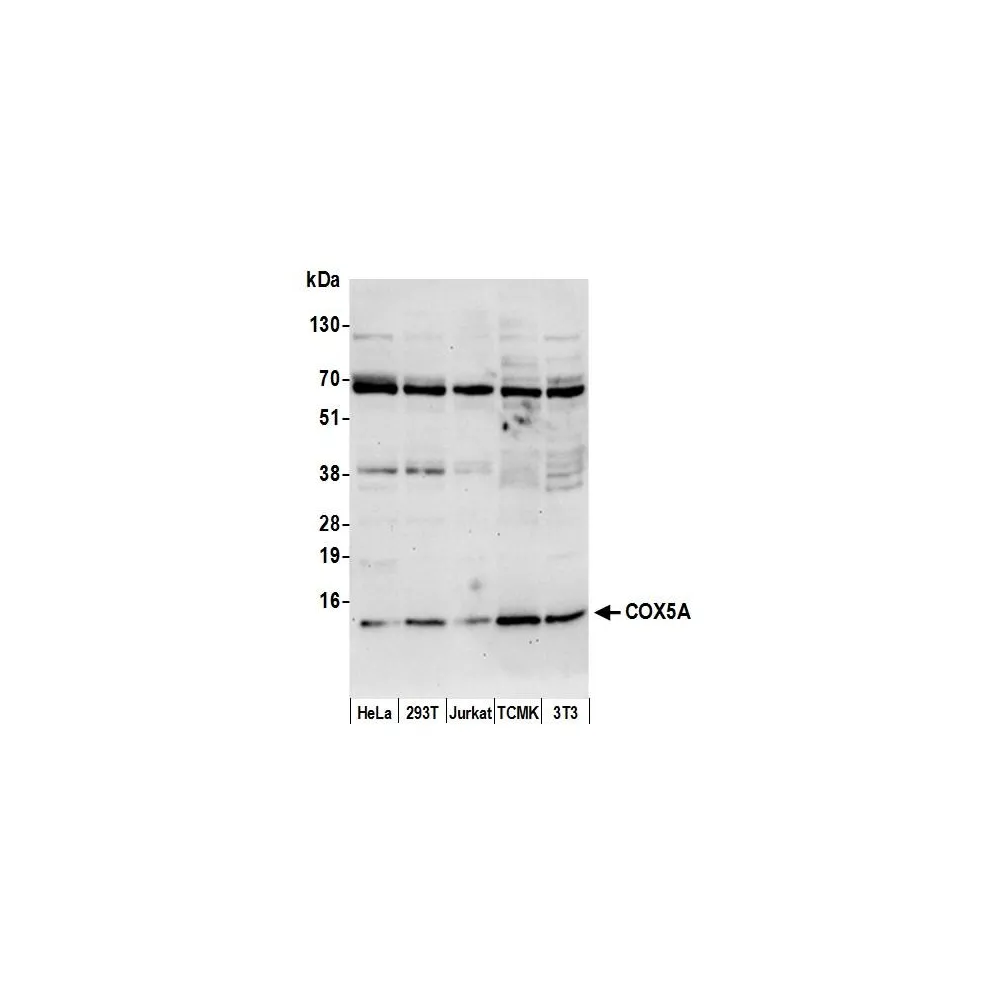 Rabbit anti-COX5A Antibody, Affinity Purified
