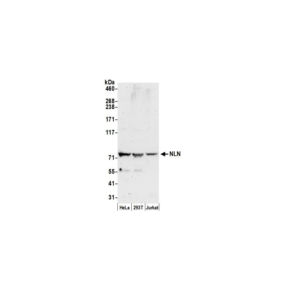 Rabbit anti-NLN Antibody, Affinity Purified