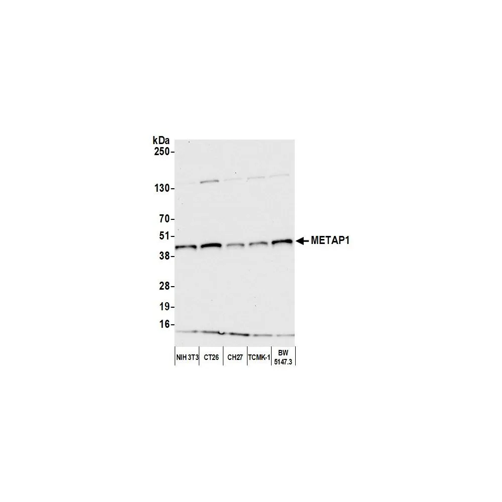 Rabbit anti-METAP1 Antibody, Affinity Purified