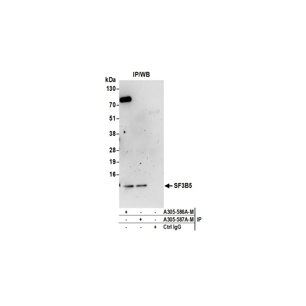 Rabbit anti-SF3B5 Antibody, Affinity Purified