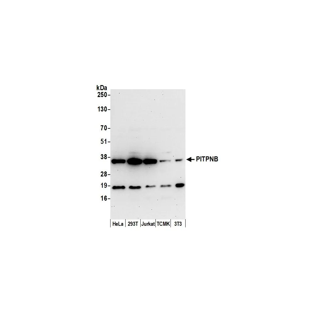 Rabbit anti-PITPNB Antibody, Affinity Purified