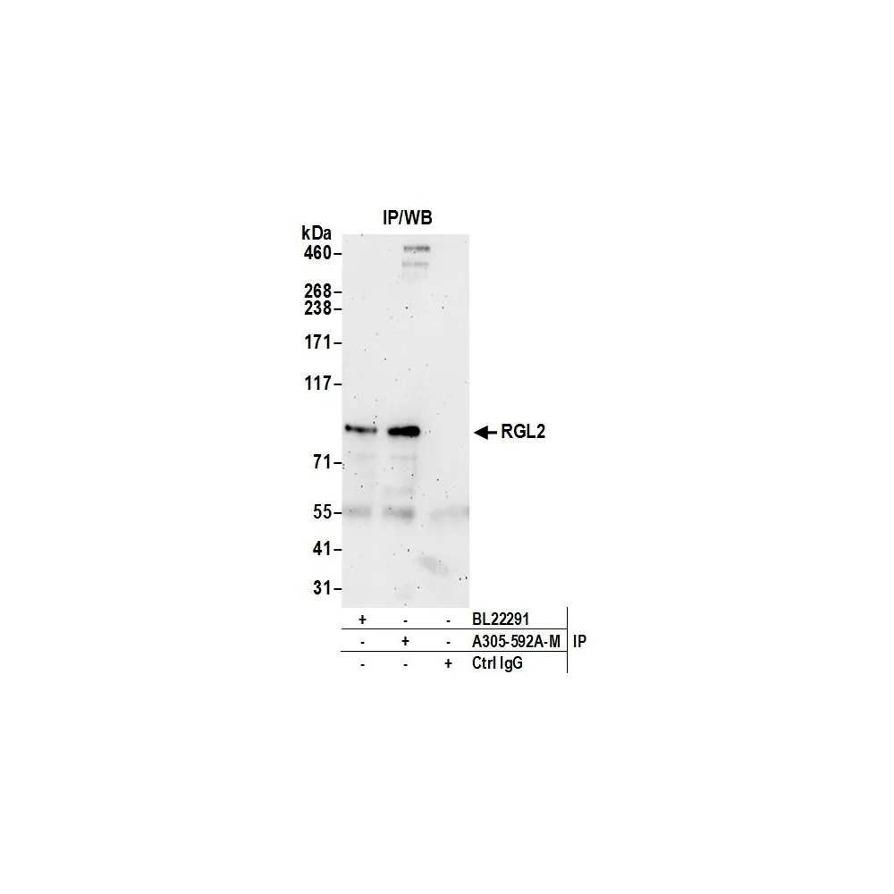 Rabbit anti-RGL2 Antibody, Affinity Purified