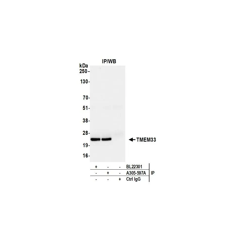 Rabbit anti-TMEM33 Antibody, Affinity Purified