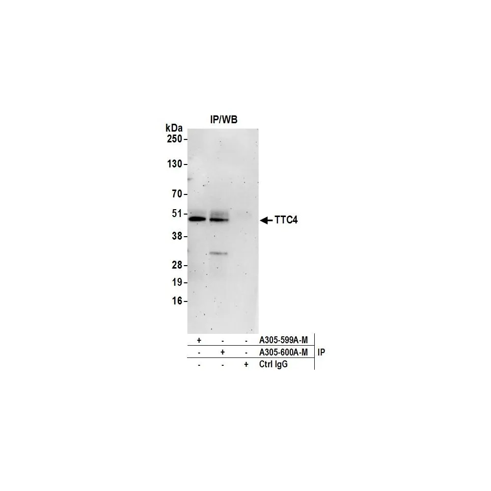 Rabbit anti-TTC4 Antibody, Affinity Purified