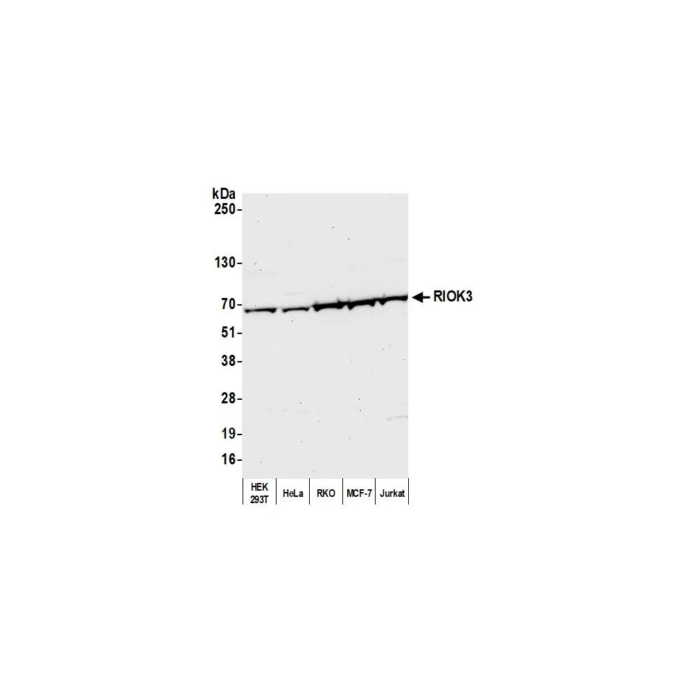 Rabbit anti-RIOK3 Antibody, Affinity Purified