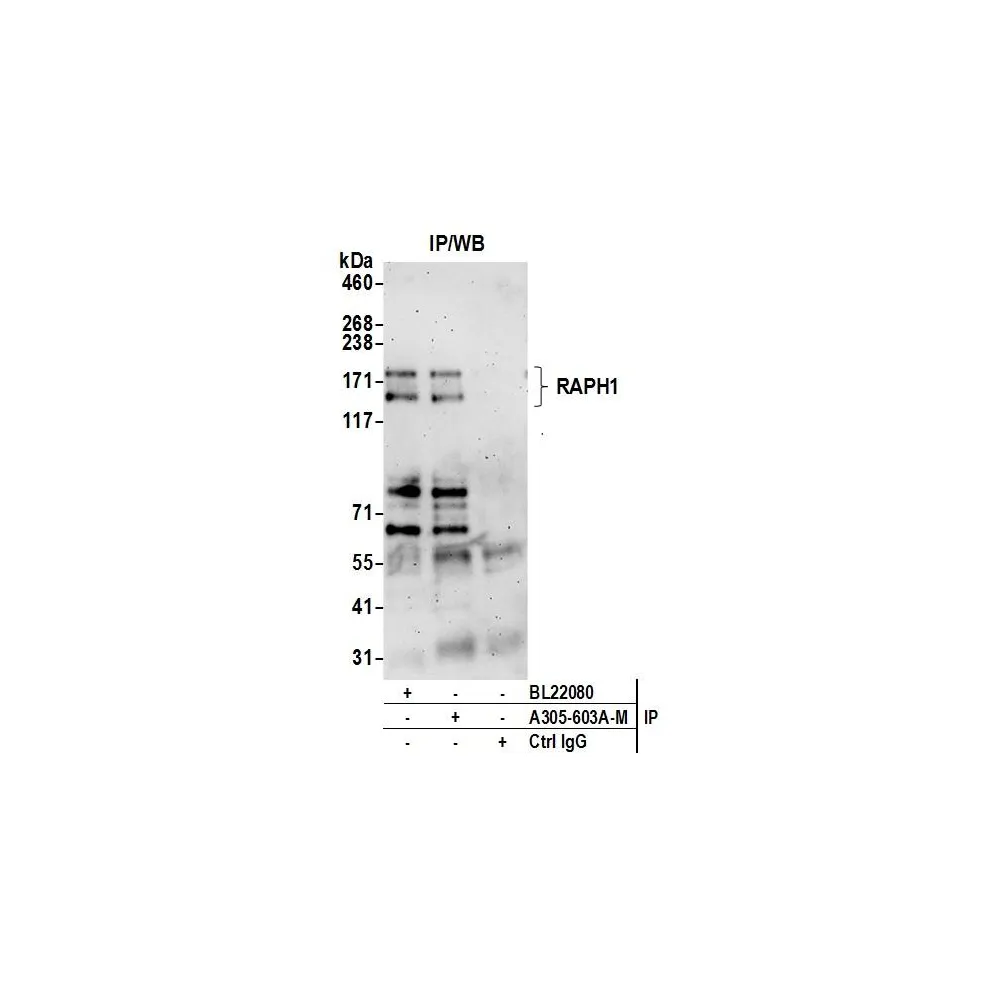 Rabbit anti-RAPH1 Antibody, Affinity Purified