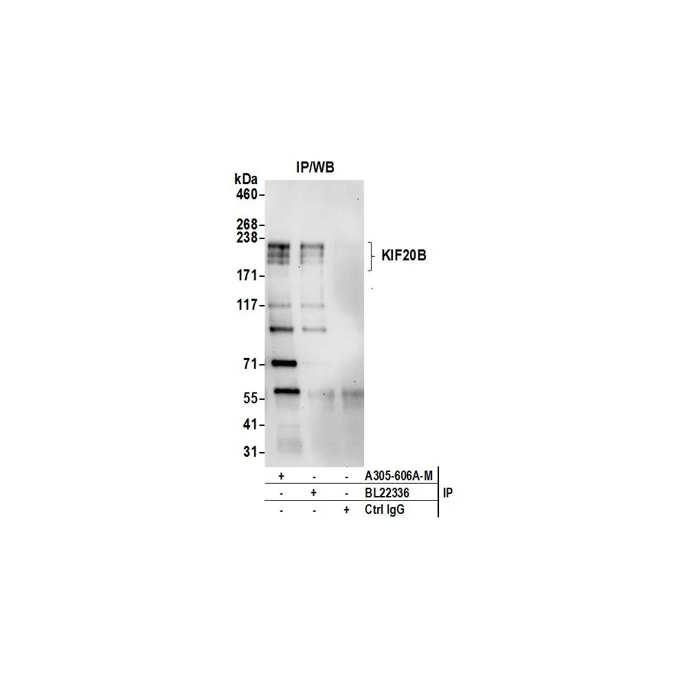 Rabbit anti-KIF20B Antibody, Affinity Purified