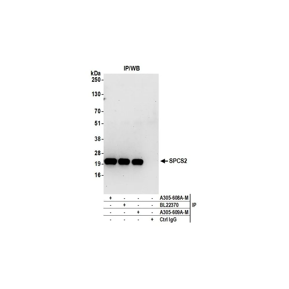 Rabbit anti-SPCS2 Antibody, Affinity Purified