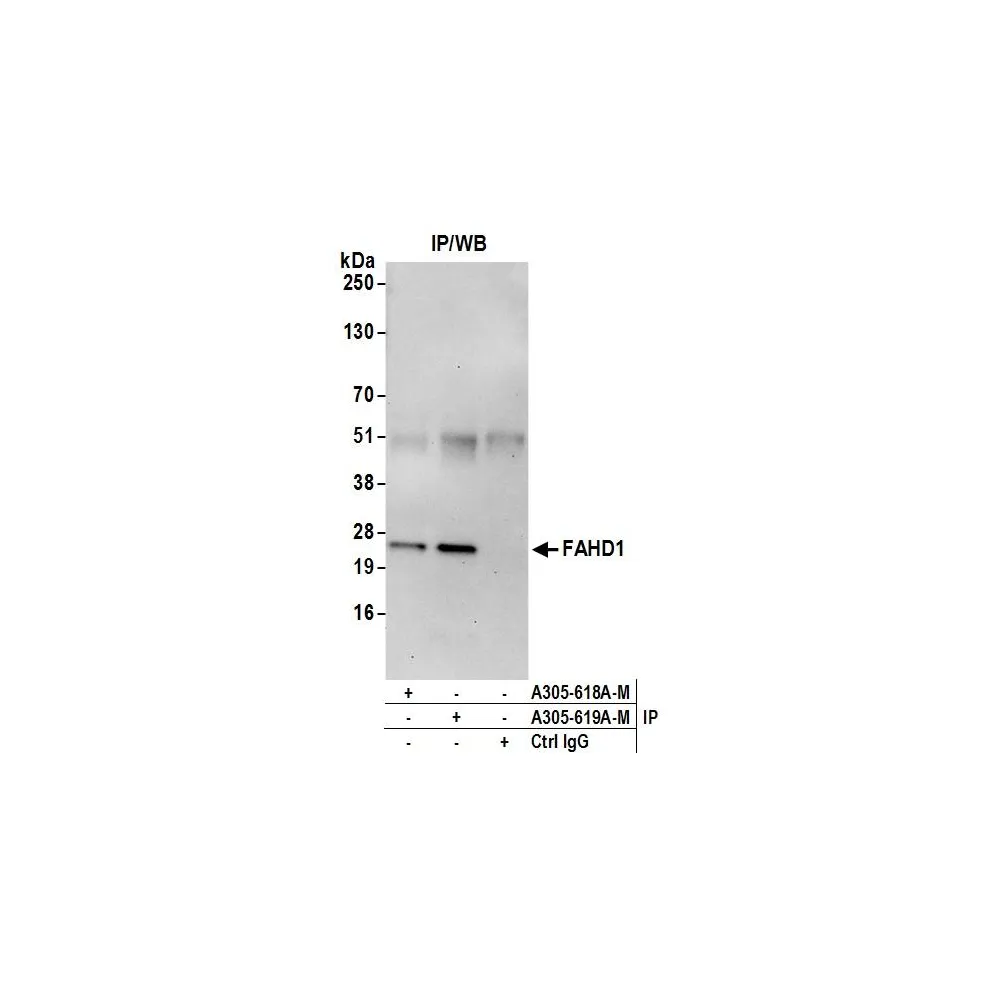 Rabbit anti-FAHD1 Antibody, Affinity Purified