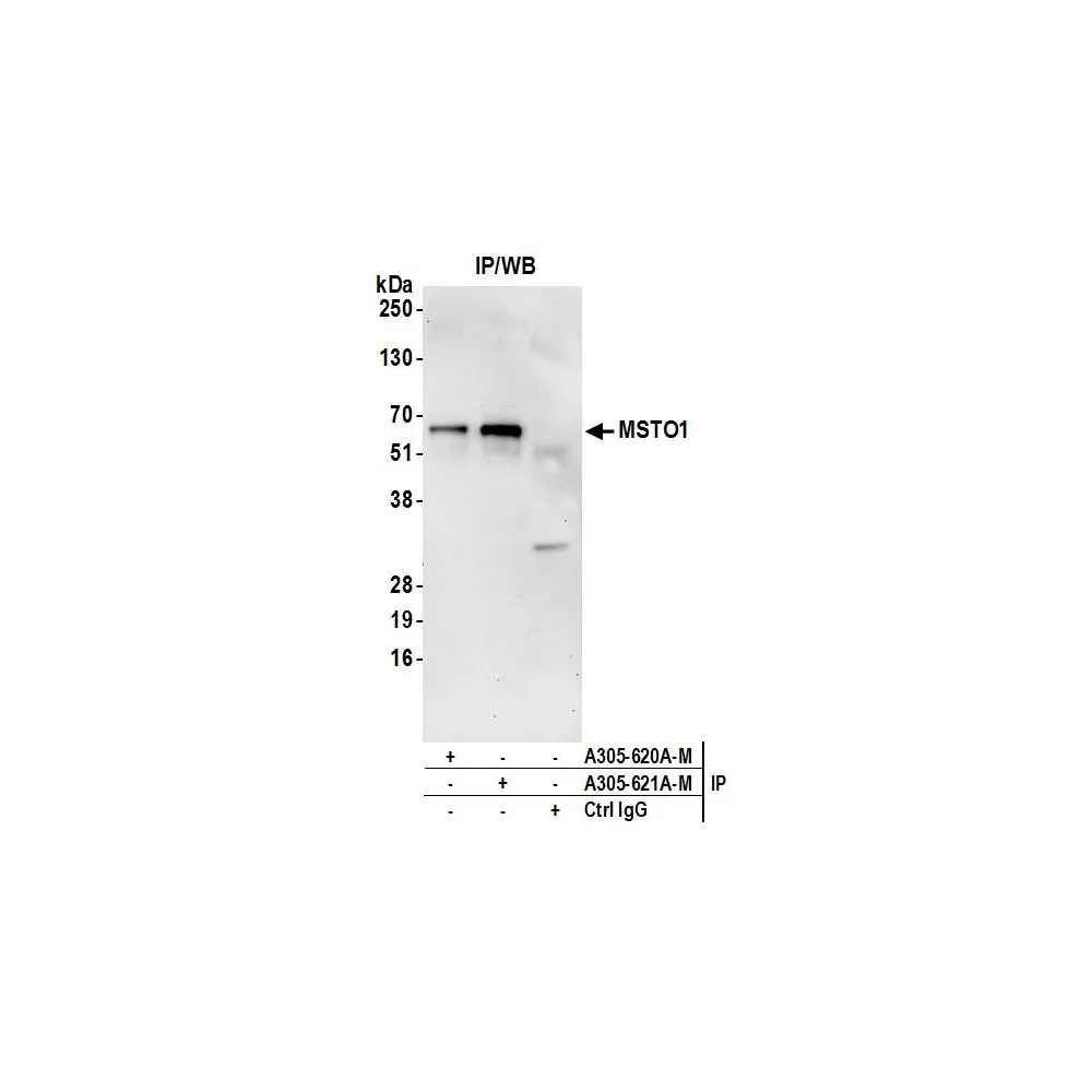 Rabbit anti-MSTO1 Antibody, Affinity Purified