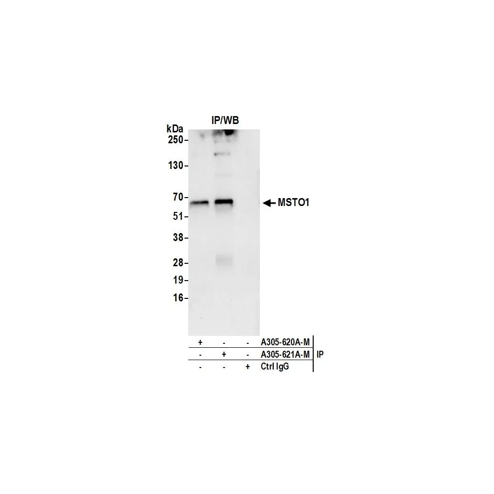 Rabbit anti-MSTO1 Antibody, Affinity Purified