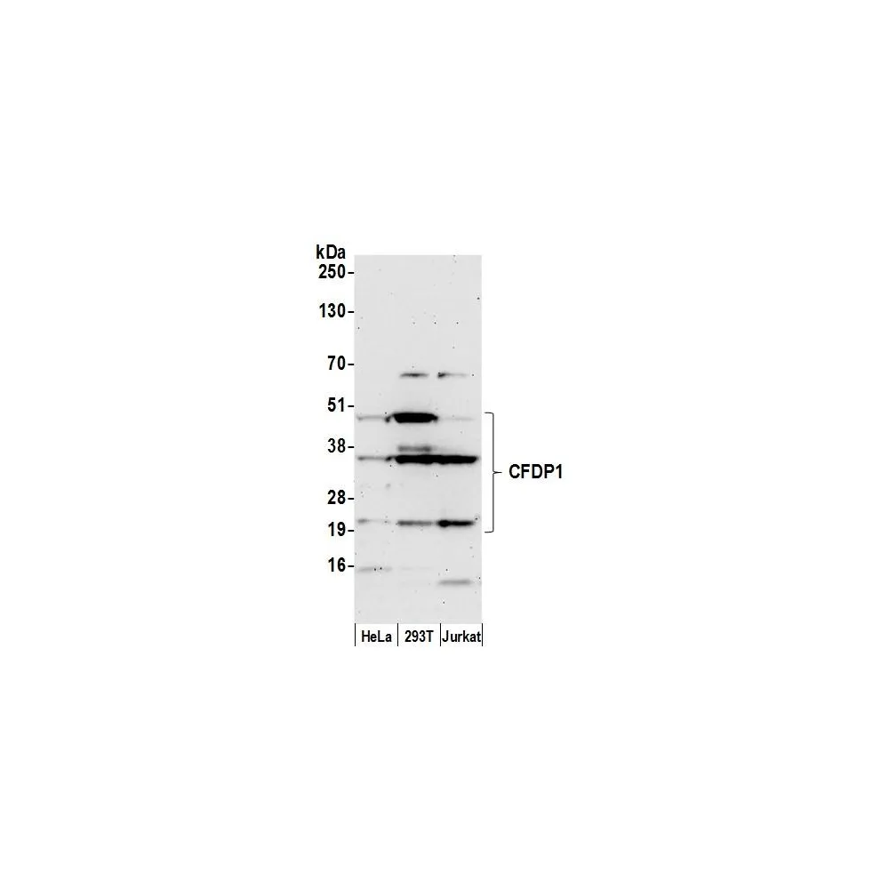 Rabbit anti-CFDP1 Antibody, Affinity Purified