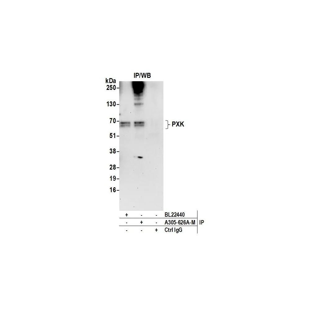 Rabbit anti-PXK Antibody, Affinity Purified
