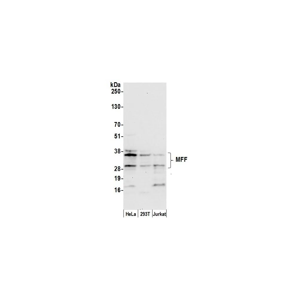 Rabbit anti-MFF Antibody, Affinity Purified