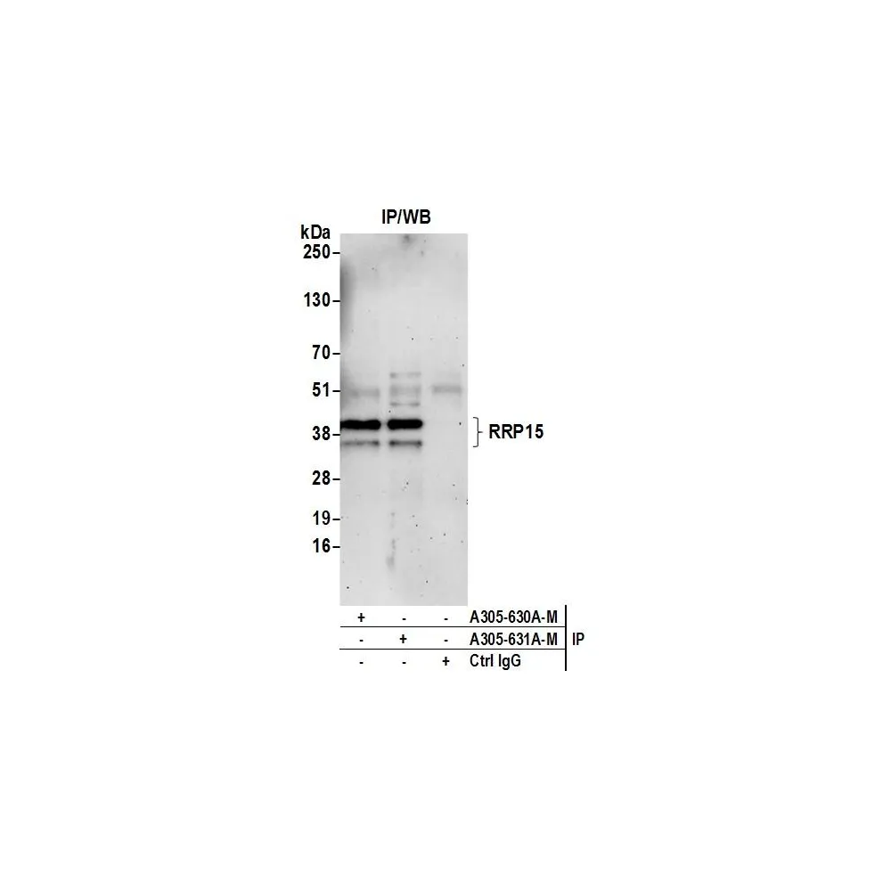 Rabbit anti-RRP15 Antibody, Affinity Purified