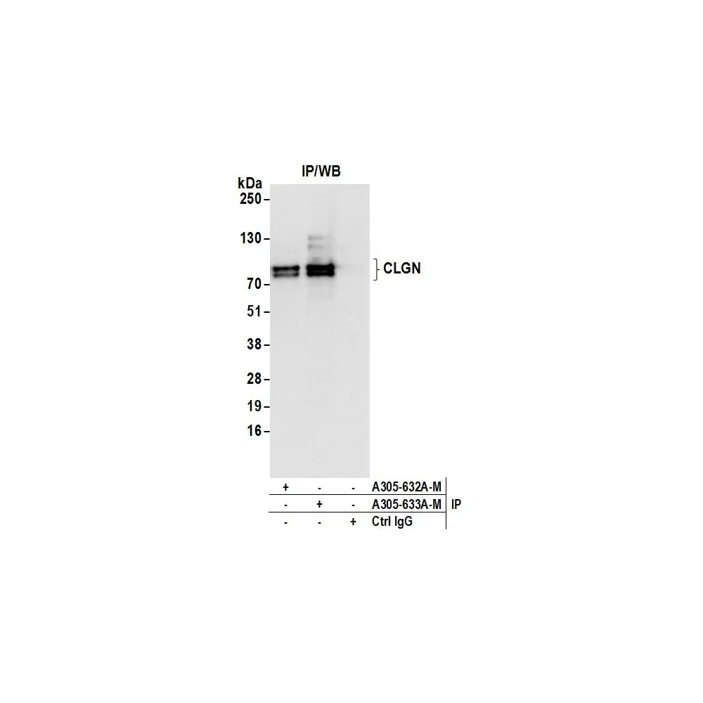 Rabbit anti-CLGN Antibody, Affinity Purified