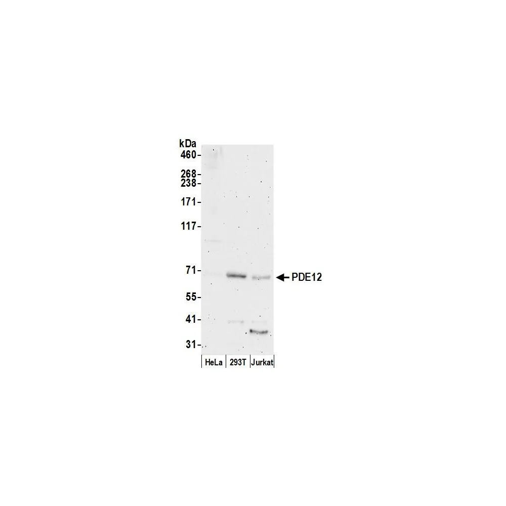 Rabbit anti-PDE12 Antibody, Affinity Purified