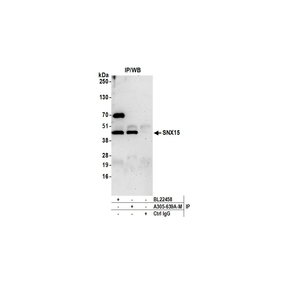Rabbit anti-SNX15 Antibody, Affinity Purified