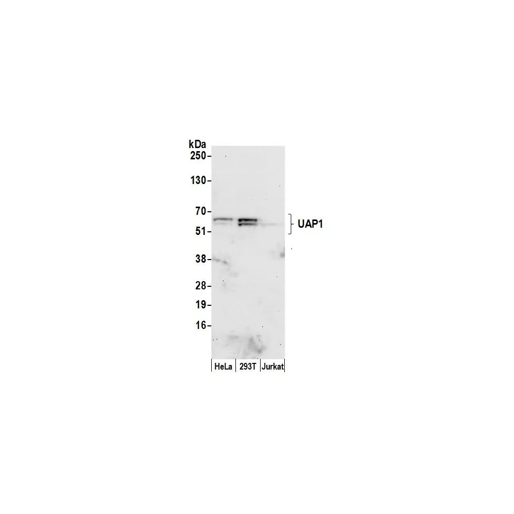 Rabbit anti-UAP1 Antibody, Affinity Purified