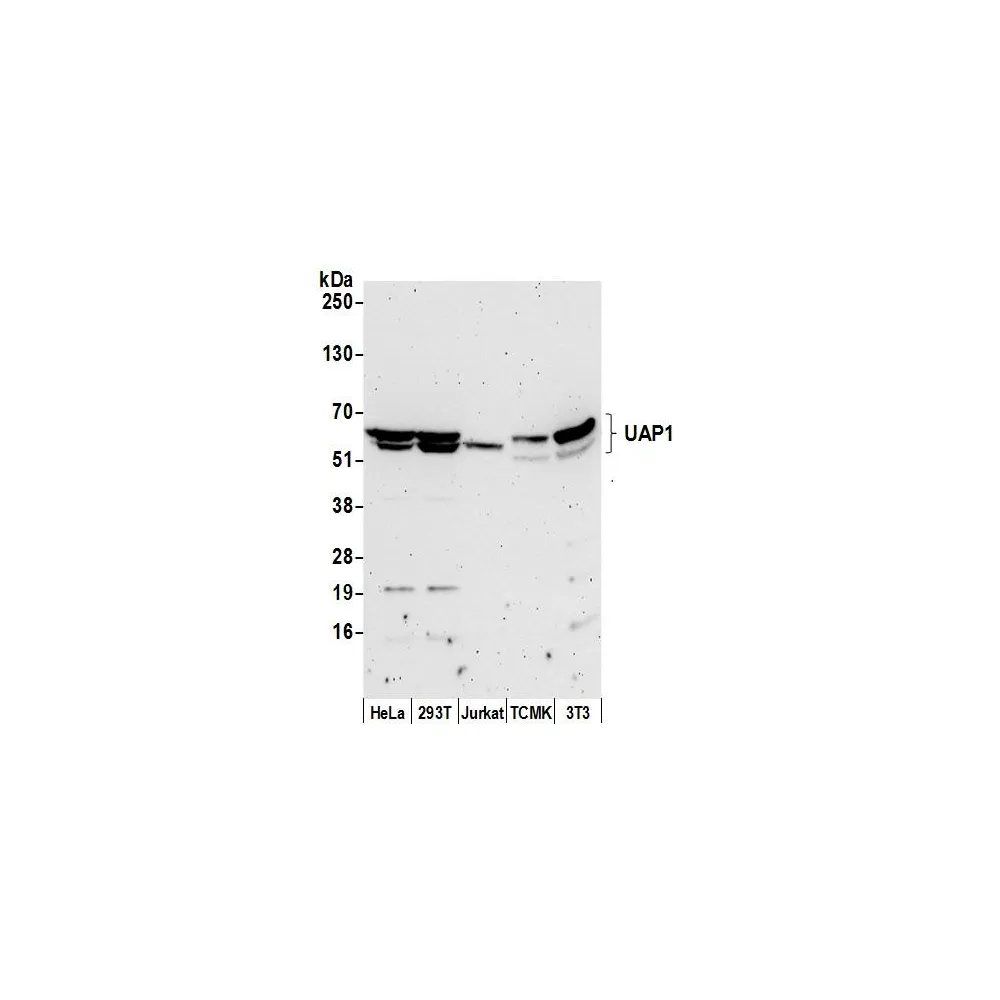 Rabbit anti-UAP1 Antibody, Affinity Purified