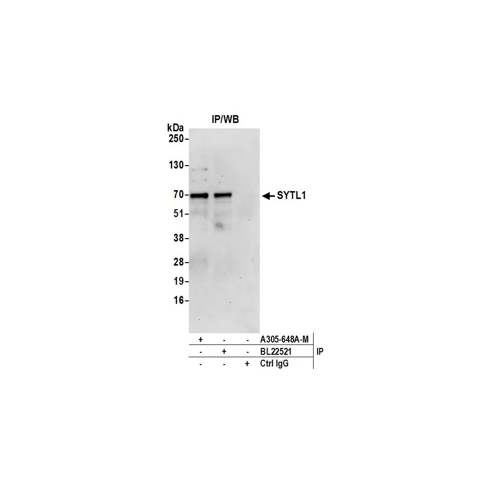 Rabbit anti-SYTL1 Antibody, Affinity Purified