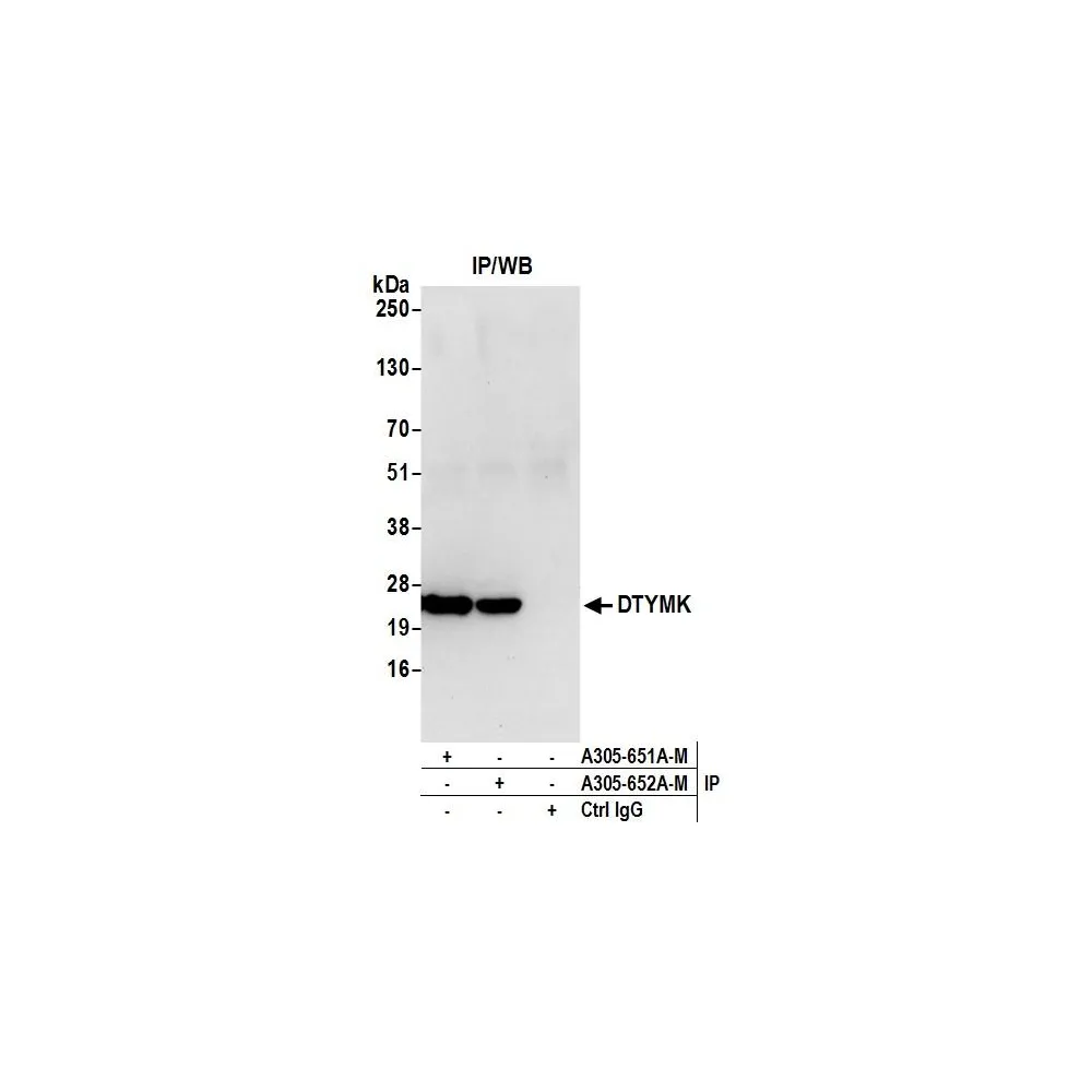 Rabbit anti-DTYMK Antibody, Affinity Purified
