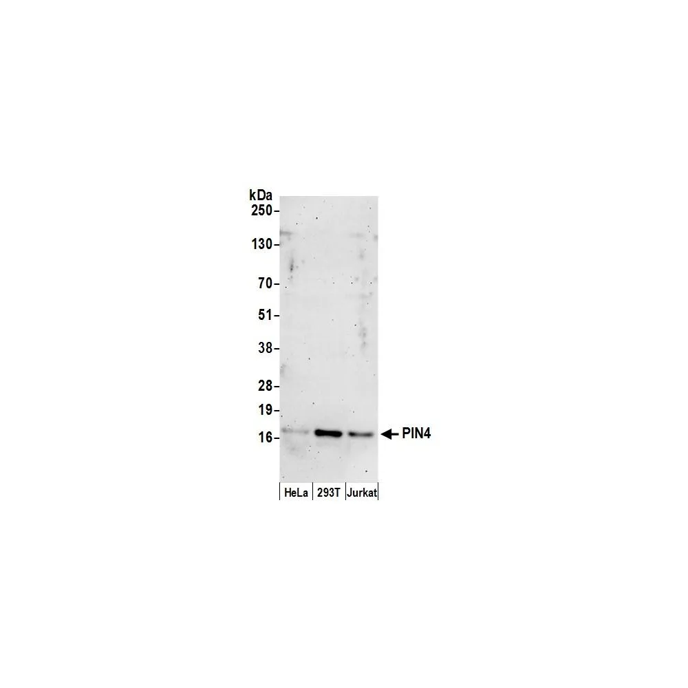 Rabbit anti-PIN4 Antibody, Affinity Purified