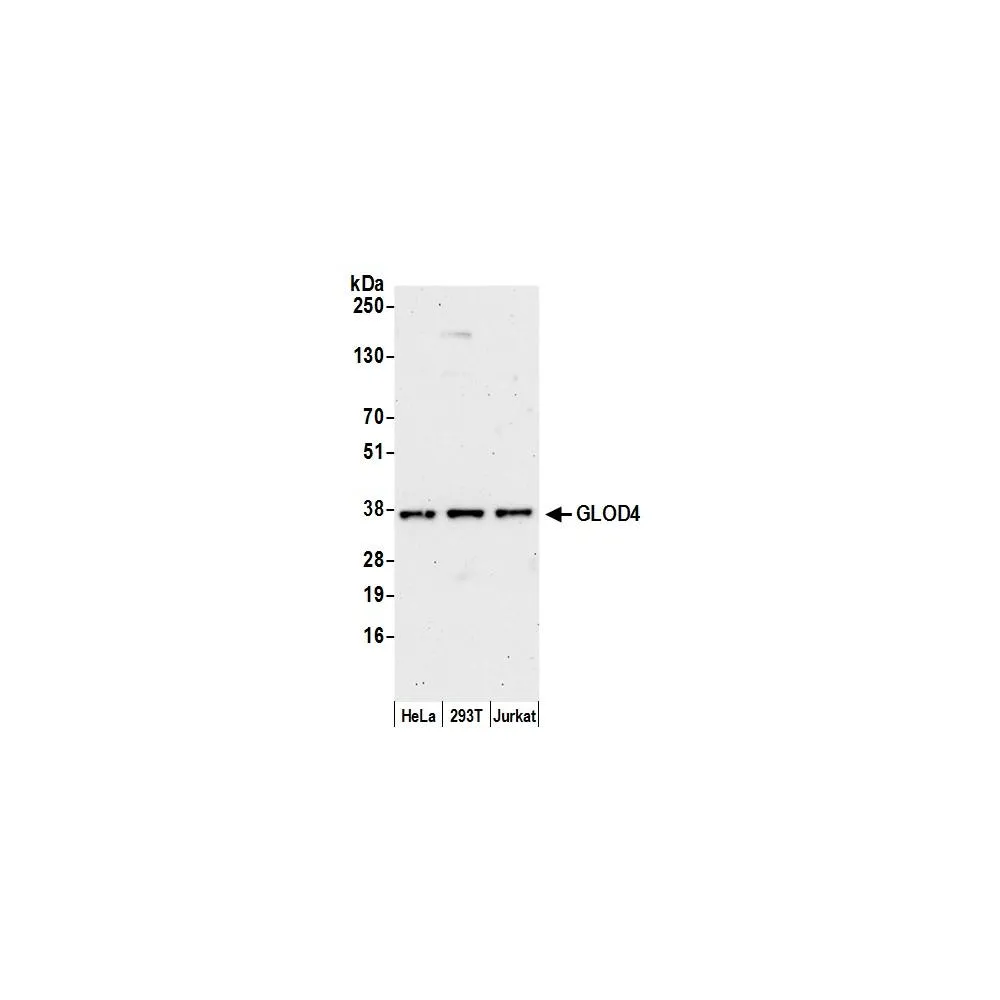 Rabbit anti-GLOD4 Antibody, Affinity Purified