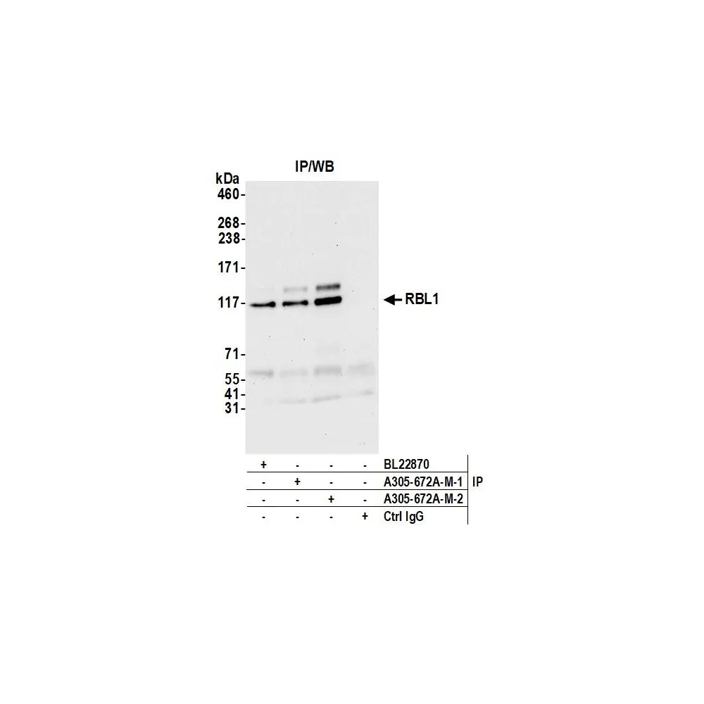 Rabbit anti-RBL1 Antibody, Affinity Purified