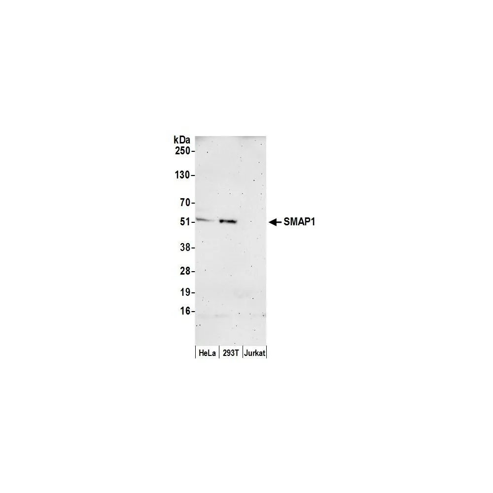 Rabbit anti-SMAP1 Antibody, Affinity Purified