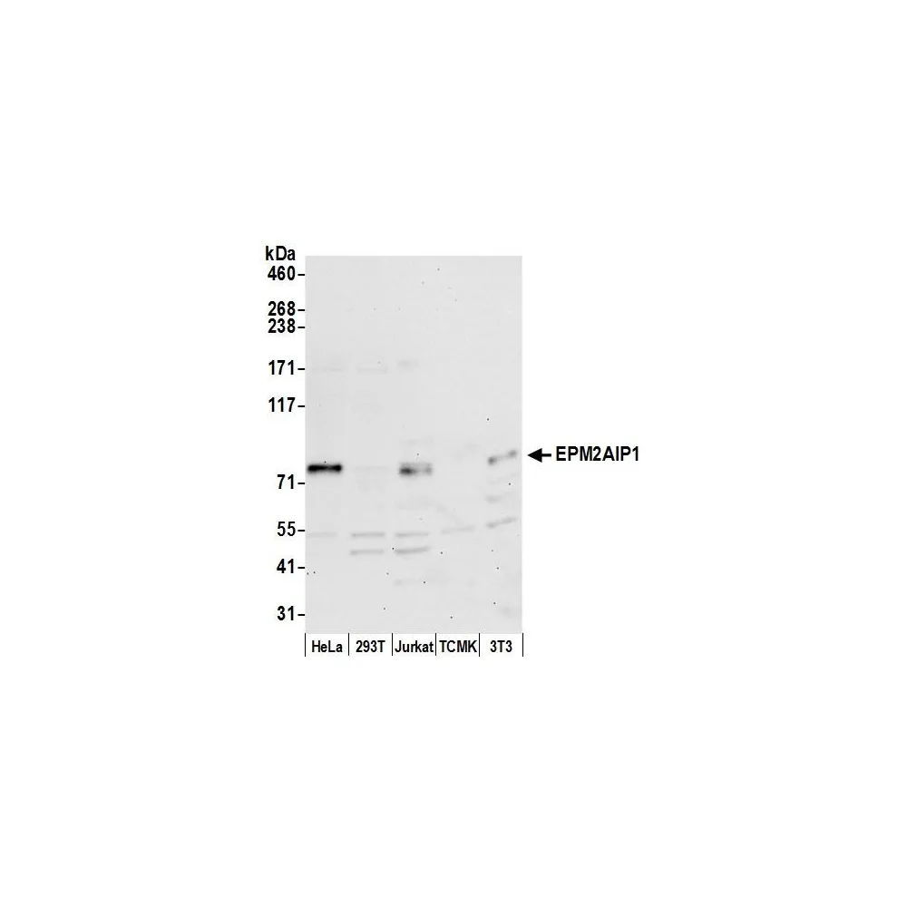 Rabbit anti-EPM2AIP1 Antibody, Affinity Purified