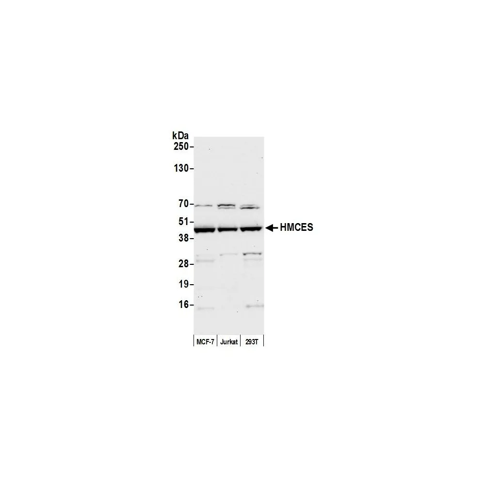 Rabbit anti-HMCES Antibody, Affinity Purified