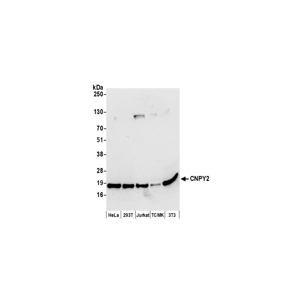 Rabbit anti-CNPY2 Antibody, Affinity Purified