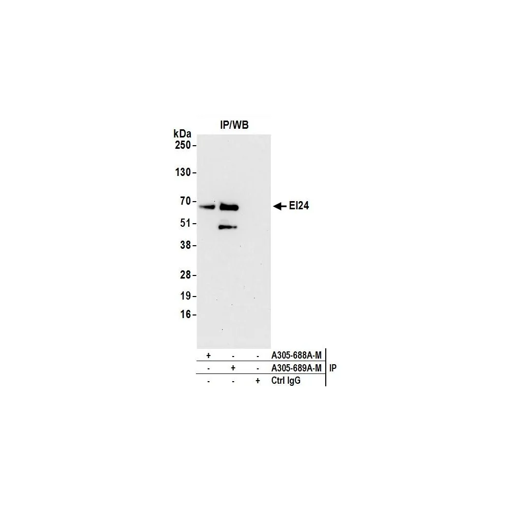 Rabbit anti-EI24 Antibody, Affinity Purified