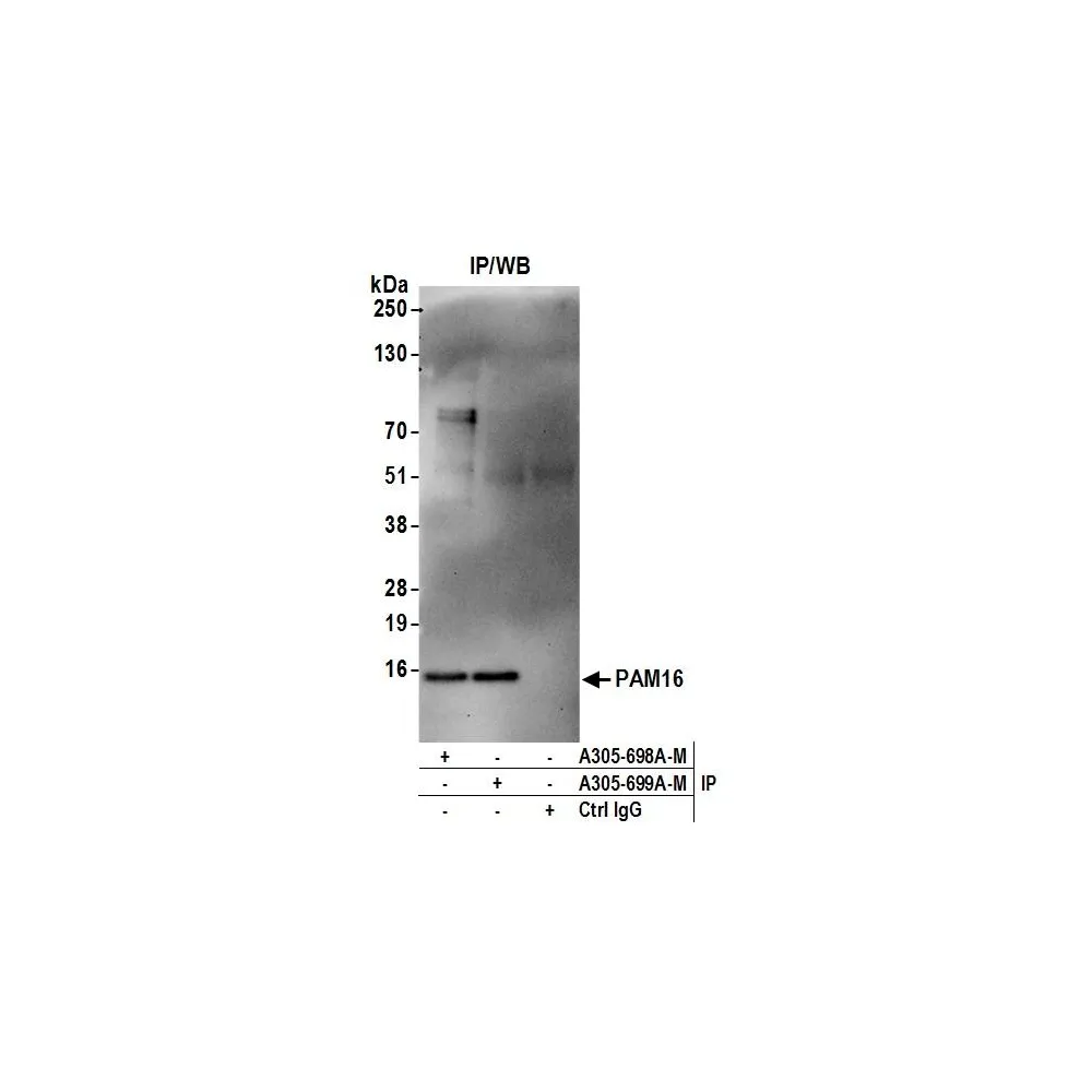 Rabbit anti-PAM16 Antibody, Affinity Purified