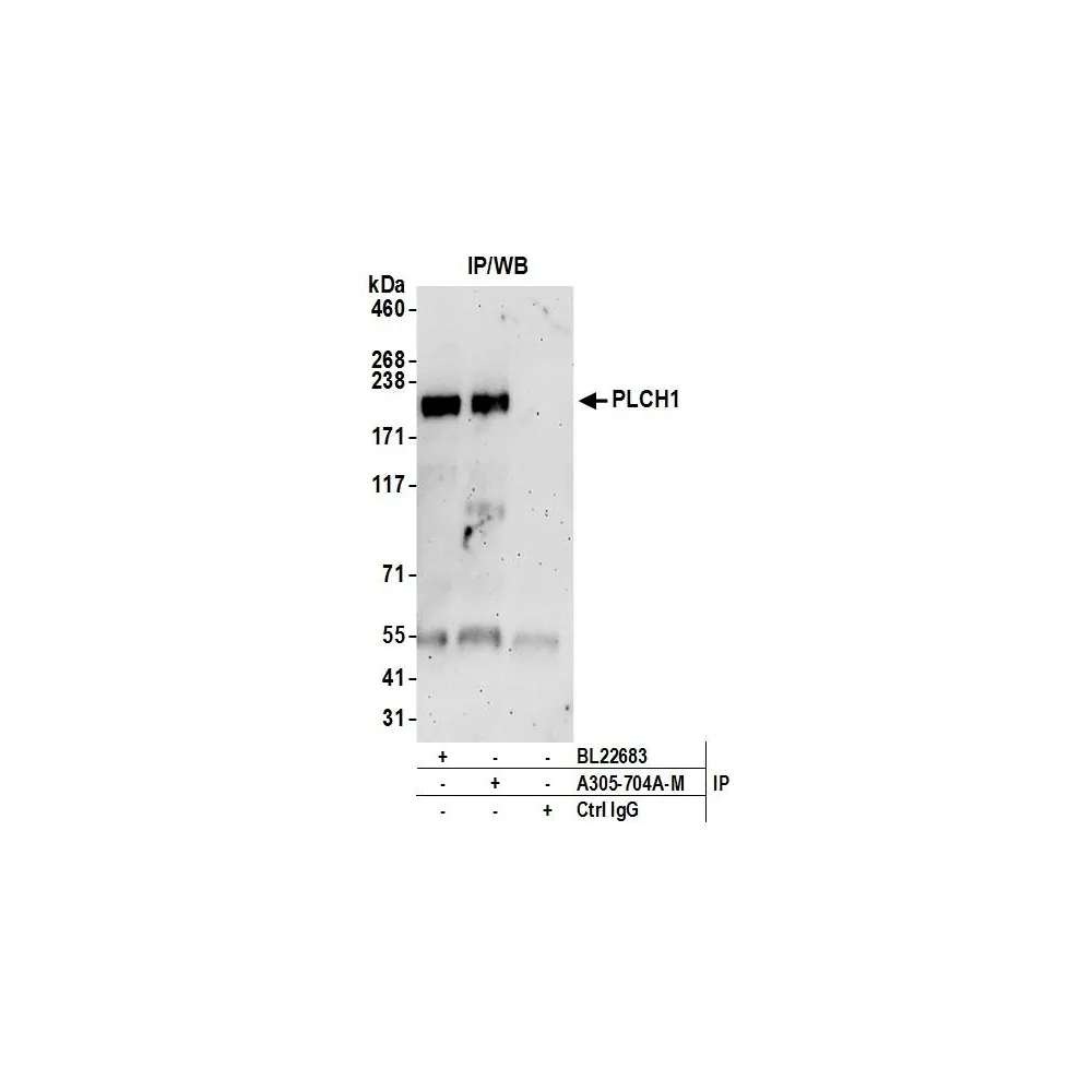Rabbit anti-PLCH1 Antibody, Affinity Purified
